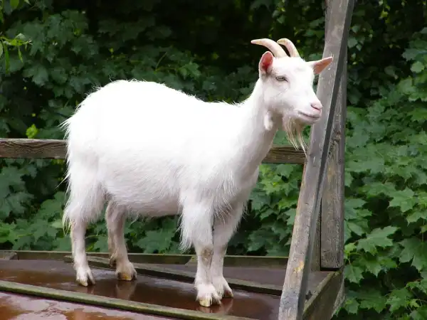 Goat dies during sex with man in Ondo